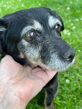 MARYSIA, Hund, Mischlingshund in Reinbek - Bild 2
