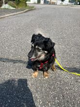 MARYSIA, Hund, Mischlingshund in Reinbek - Bild 3