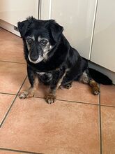 MARYSIA, Hund, Mischlingshund in Reinbek - Bild 4