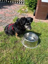 MARYSIA, Hund, Mischlingshund in Reinbek - Bild 5