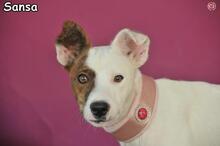 SANSA, Hund, Mischlingshund in Donzdorf - Bild 1