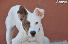 SANSA, Hund, Mischlingshund in Donzdorf - Bild 2