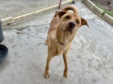 RUBIO, Hund, Mischlingshund in Berlin - Bild 1