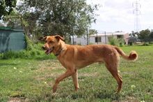RUBIO, Hund, Mischlingshund in Berlin - Bild 2