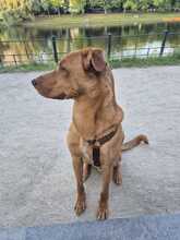 RUBIO, Hund, Mischlingshund in Berlin - Bild 3