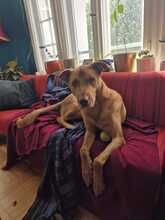RUBIO, Hund, Mischlingshund in Berlin - Bild 4