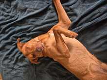 RUBIO, Hund, Mischlingshund in Berlin - Bild 5