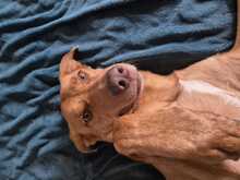 RUBIO, Hund, Mischlingshund in Berlin - Bild 6