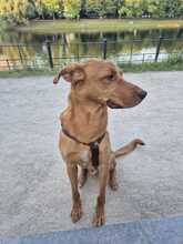 RUBIO, Hund, Mischlingshund in Berlin - Bild 7