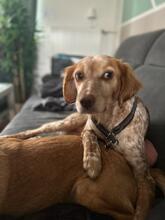 LINDA, Hund, Breton Andaluz in Kiel - Bild 1