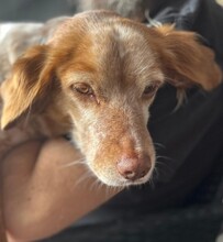 LINDA, Hund, Breton Andaluz in Kiel - Bild 2