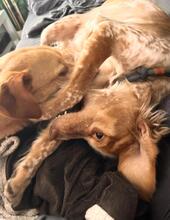 LINDA, Hund, Breton Andaluz in Kiel - Bild 3