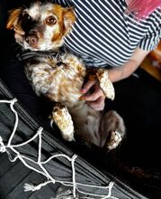 LINDA, Hund, Breton Andaluz in Kiel - Bild 4