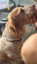 LINDA, Hund, Breton Andaluz in Kiel - Bild 5