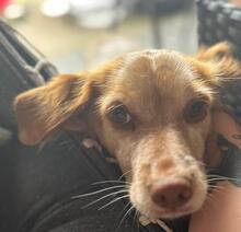 LINDA, Hund, Breton Andaluz in Kiel - Bild 6