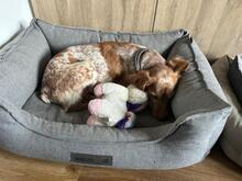 LINDA, Hund, Breton Andaluz in Kiel - Bild 7