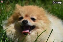SUNNY, Hund, Spitz in Donzdorf - Bild 1