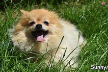 SUNNY, Hund, Spitz in Donzdorf - Bild 2