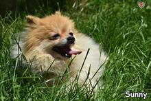SUNNY, Hund, Spitz in Donzdorf - Bild 3