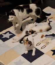 PAULA, Katze, Europäisch Kurzhaar in Wedemark - Bild 10