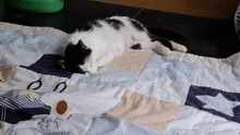 PAULA, Katze, Europäisch Kurzhaar in Wedemark - Bild 3