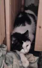 PAULA, Katze, Europäisch Kurzhaar in Wedemark - Bild 4
