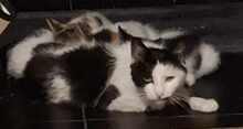 PAULA, Katze, Europäisch Kurzhaar in Wedemark - Bild 5