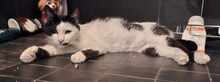 PAULA, Katze, Europäisch Kurzhaar in Wedemark - Bild 6