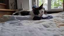 PAULA, Katze, Europäisch Kurzhaar in Wedemark - Bild 8