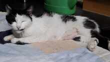 PAULA, Katze, Europäisch Kurzhaar in Wedemark - Bild 9
