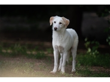 VIOLET, Hund, Mischlingshund in Weimar - Bild 1