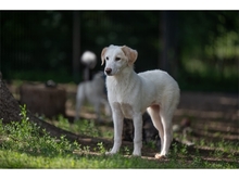 VIOLET, Hund, Mischlingshund in Weimar - Bild 10