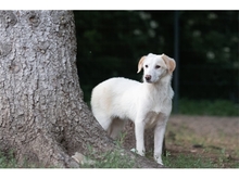 VIOLET, Hund, Mischlingshund in Weimar - Bild 11