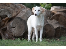 VIOLET, Hund, Mischlingshund in Weimar - Bild 2