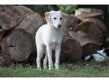 VIOLET, Hund, Mischlingshund in Weimar - Bild 3
