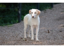 VIOLET, Hund, Mischlingshund in Weimar - Bild 4