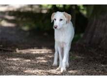 VIOLET, Hund, Mischlingshund in Weimar - Bild 5