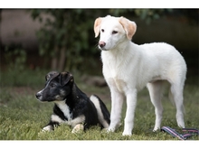 VIOLET, Hund, Mischlingshund in Weimar - Bild 6