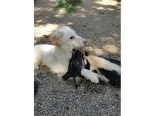 VIOLET, Hund, Mischlingshund in Weimar - Bild 7