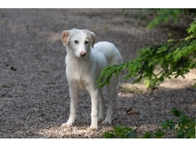 VIOLET, Hund, Mischlingshund in Weimar - Bild 9