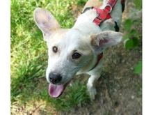ALFIE, Hund, Mischlingshund in Geiselwind - Bild 1