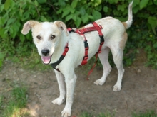 ALFIE, Hund, Mischlingshund in Geiselwind - Bild 2