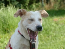 ALFIE, Hund, Mischlingshund in Geiselwind - Bild 3