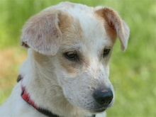 ALFIE, Hund, Mischlingshund in Geiselwind - Bild 4