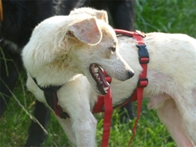 ALFIE, Hund, Mischlingshund in Geiselwind - Bild 5