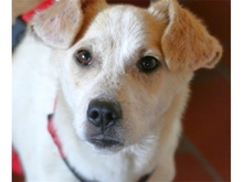 ALFIE, Hund, Mischlingshund in Geiselwind - Bild 6