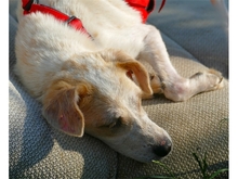 ALFIE, Hund, Mischlingshund in Geiselwind - Bild 8