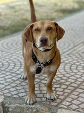 FRODO, Hund, Mischlingshund in Dänischenhagen - Bild 1