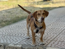 FRODO, Hund, Mischlingshund in Dänischenhagen - Bild 2