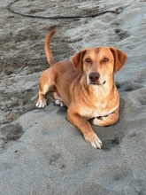 FRODO, Hund, Mischlingshund in Dänischenhagen - Bild 3